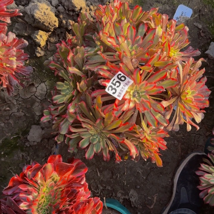 雪姬花29-32包邮花花