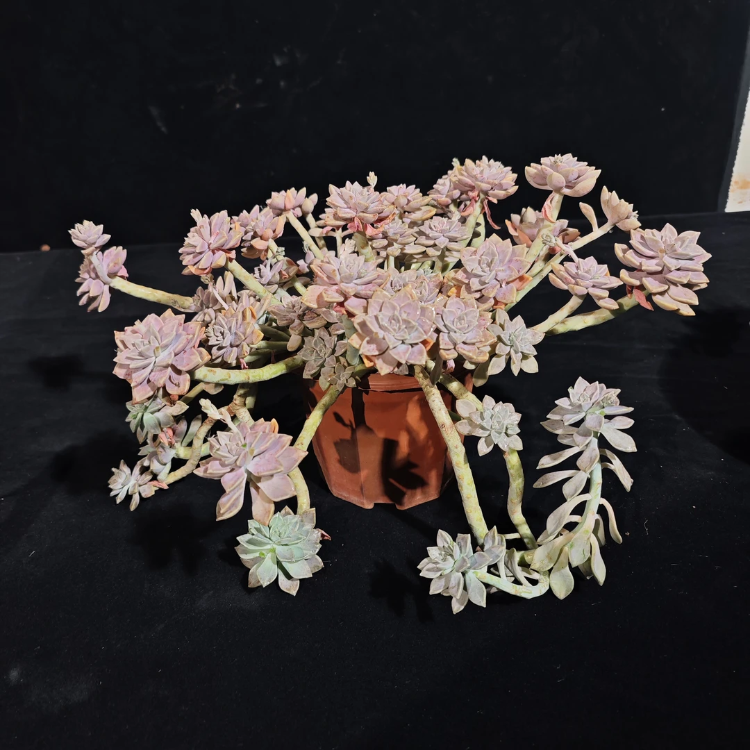 玲珑阿伦培多肉植物新人小白可易养活客厅阳台庭院