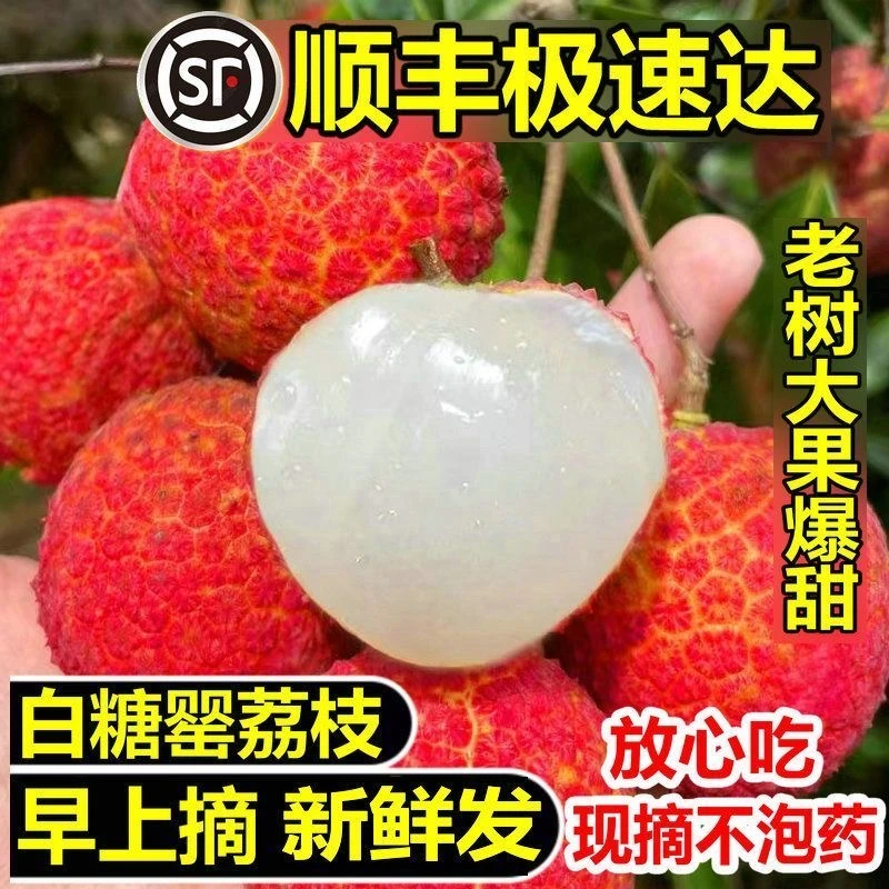 顺丰冷链发正宗广东茂名高州新鲜老树白糖罂荔枝现摘现发鲜甜多汁