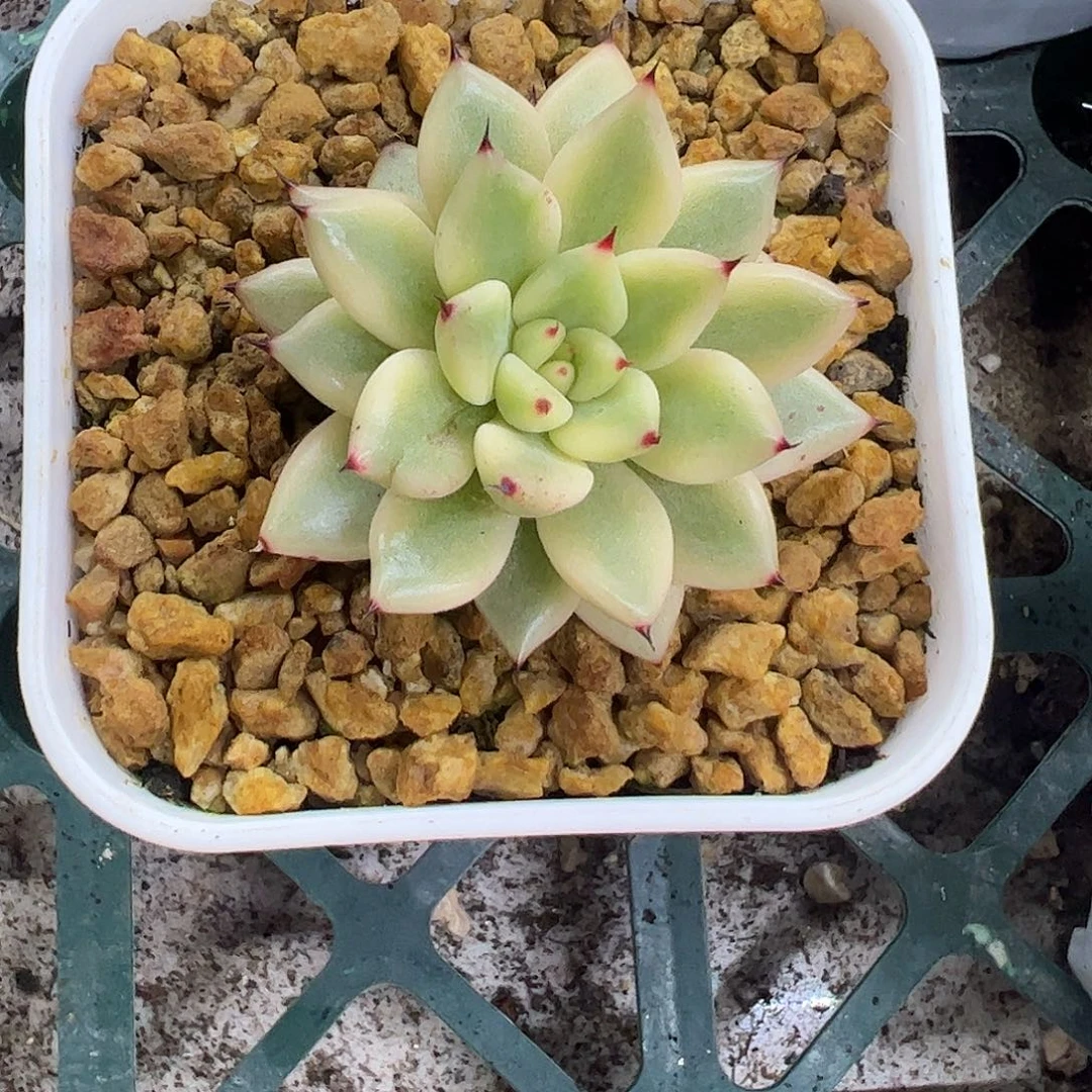 幽鬼锦 婕宝一物一拍
