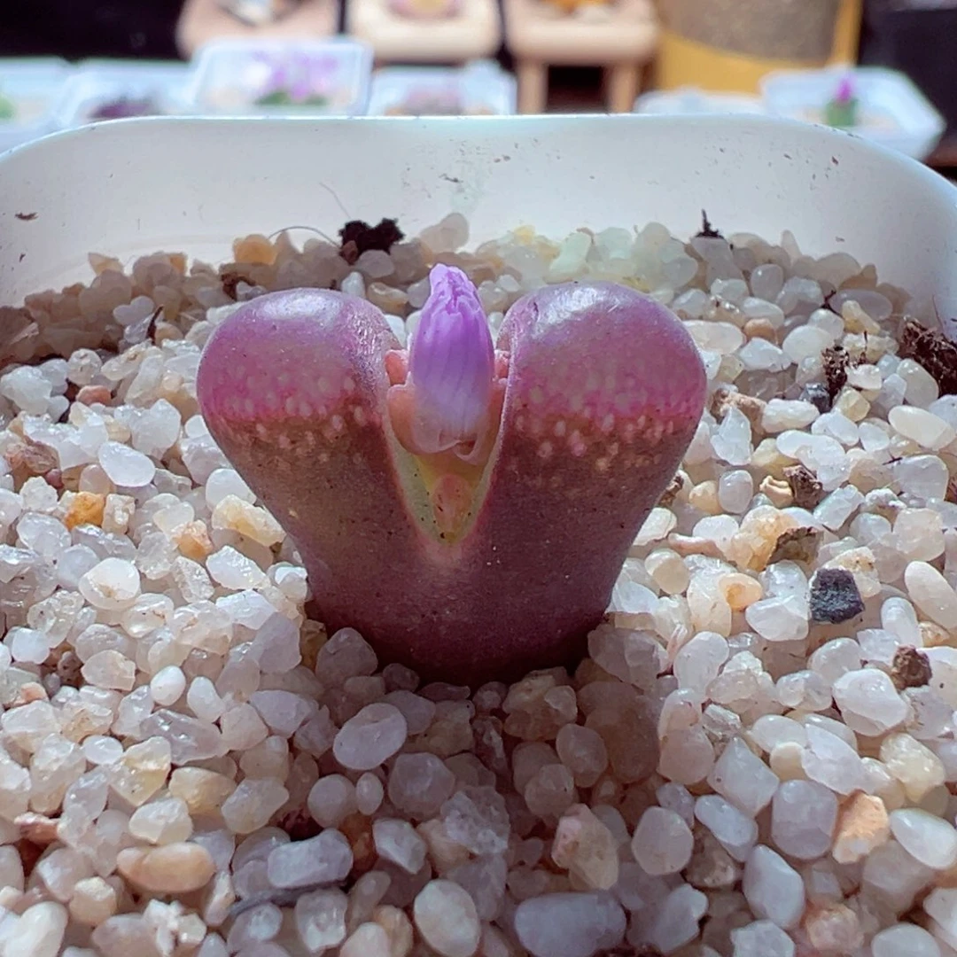 1112-468多人多肉多肉