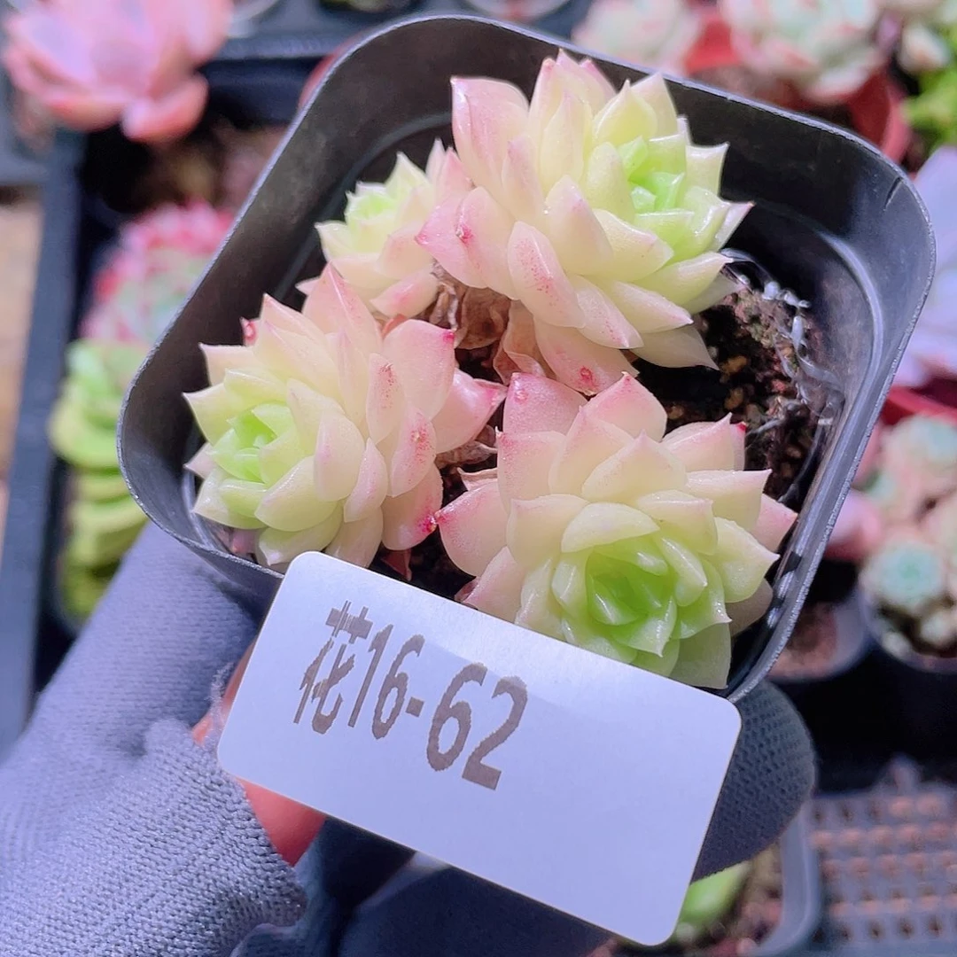花利美16-62幻影群