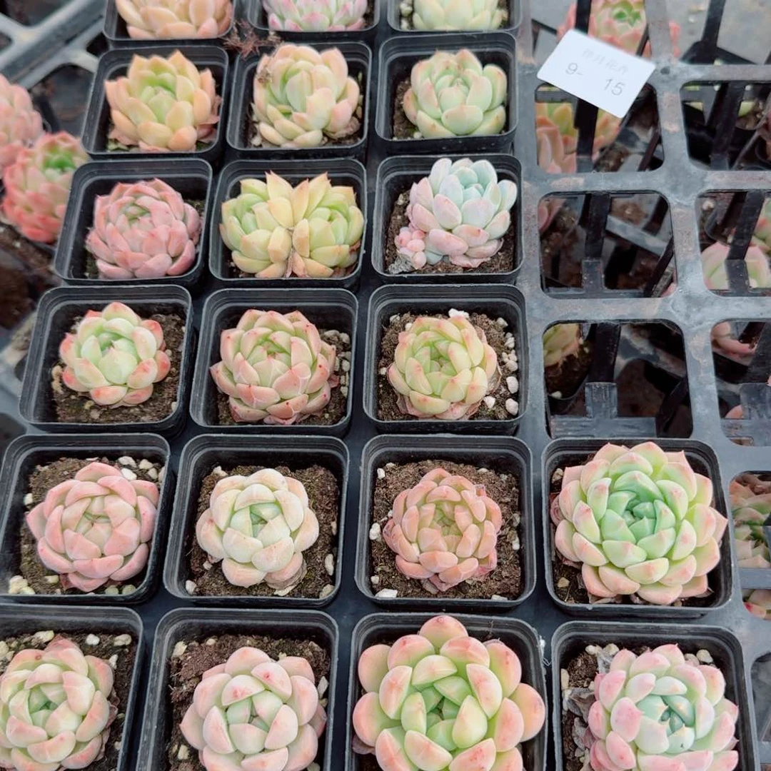 珍妮二十颗量拍9-15