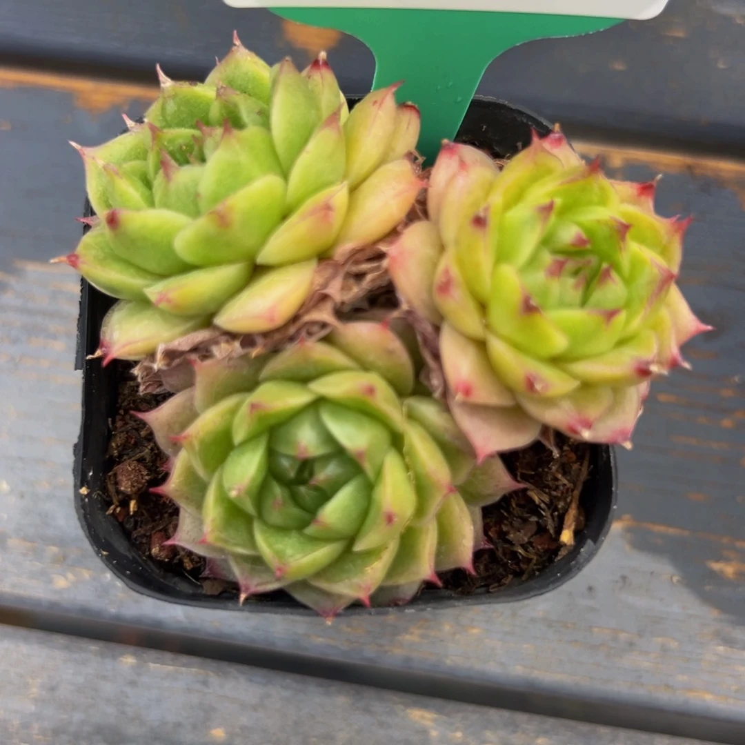 多肉一物一拍0607-115