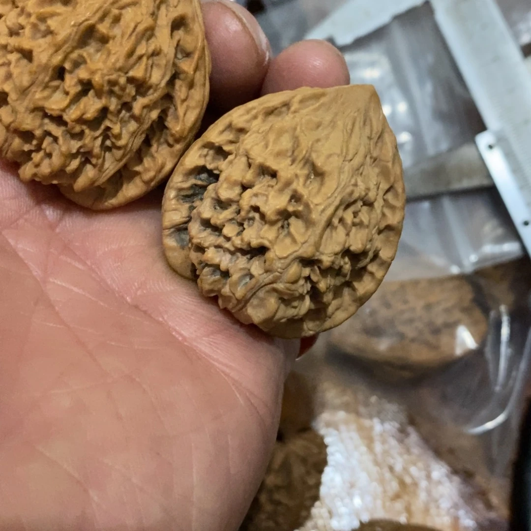 秦岭森林中出现许多鸟类及