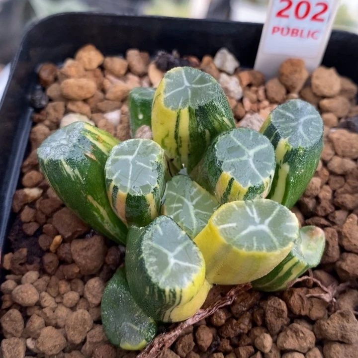 202号实生万象锦多肉