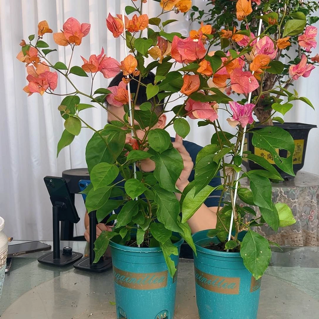 当前无花栽培后可以开花阿达纳一颗