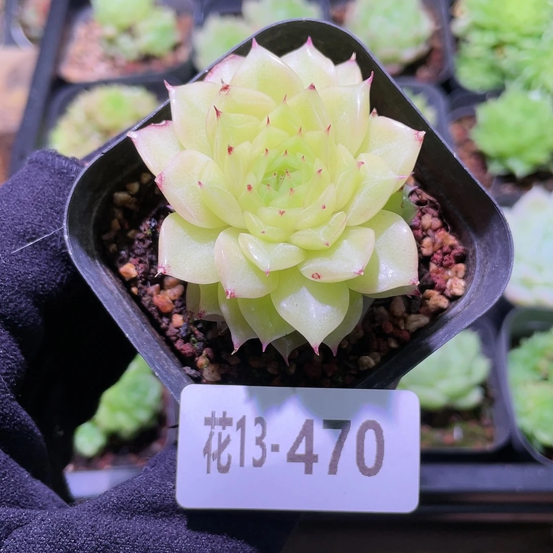 花利美13-470麦秆