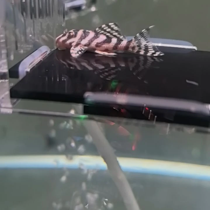 清道夫30 号，黄金帝王迷宫，1 条，3.6cm 包邮包路损偏远除外