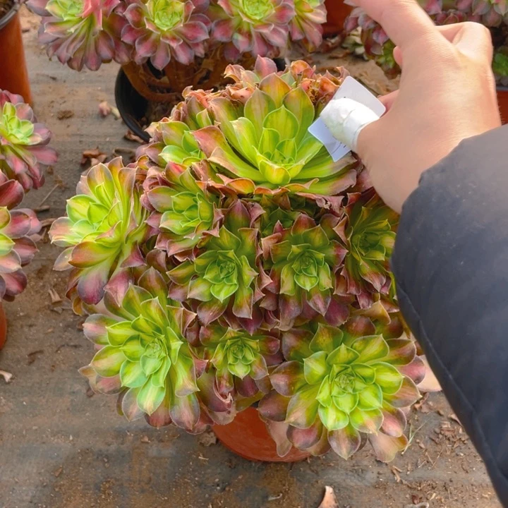 142韶华法师多肉断枝不售后