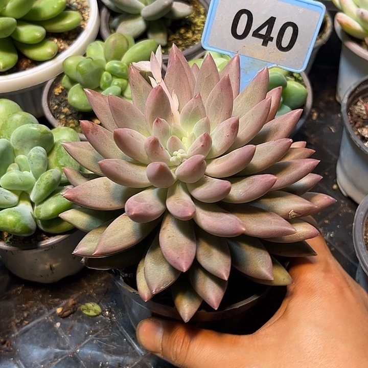 多肉植物金虞姬040