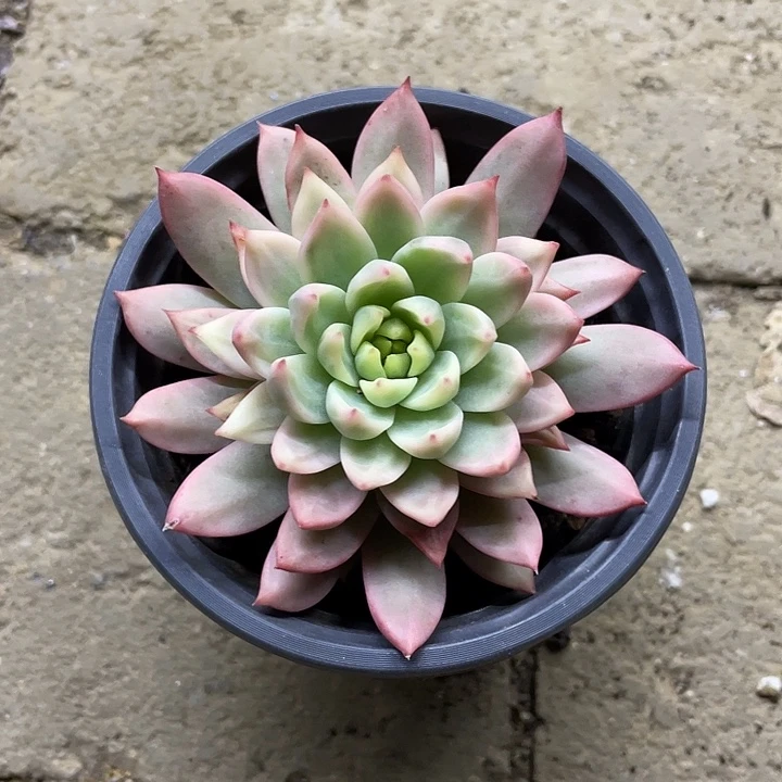 羞涩锦一物一拍锦龙