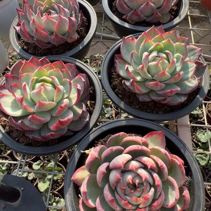 新疆包邮 惊鸿仙子