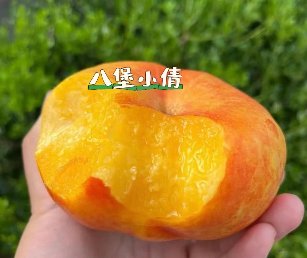 黄金毛蟠桃皮薄甜嫩多汁软硬两吃