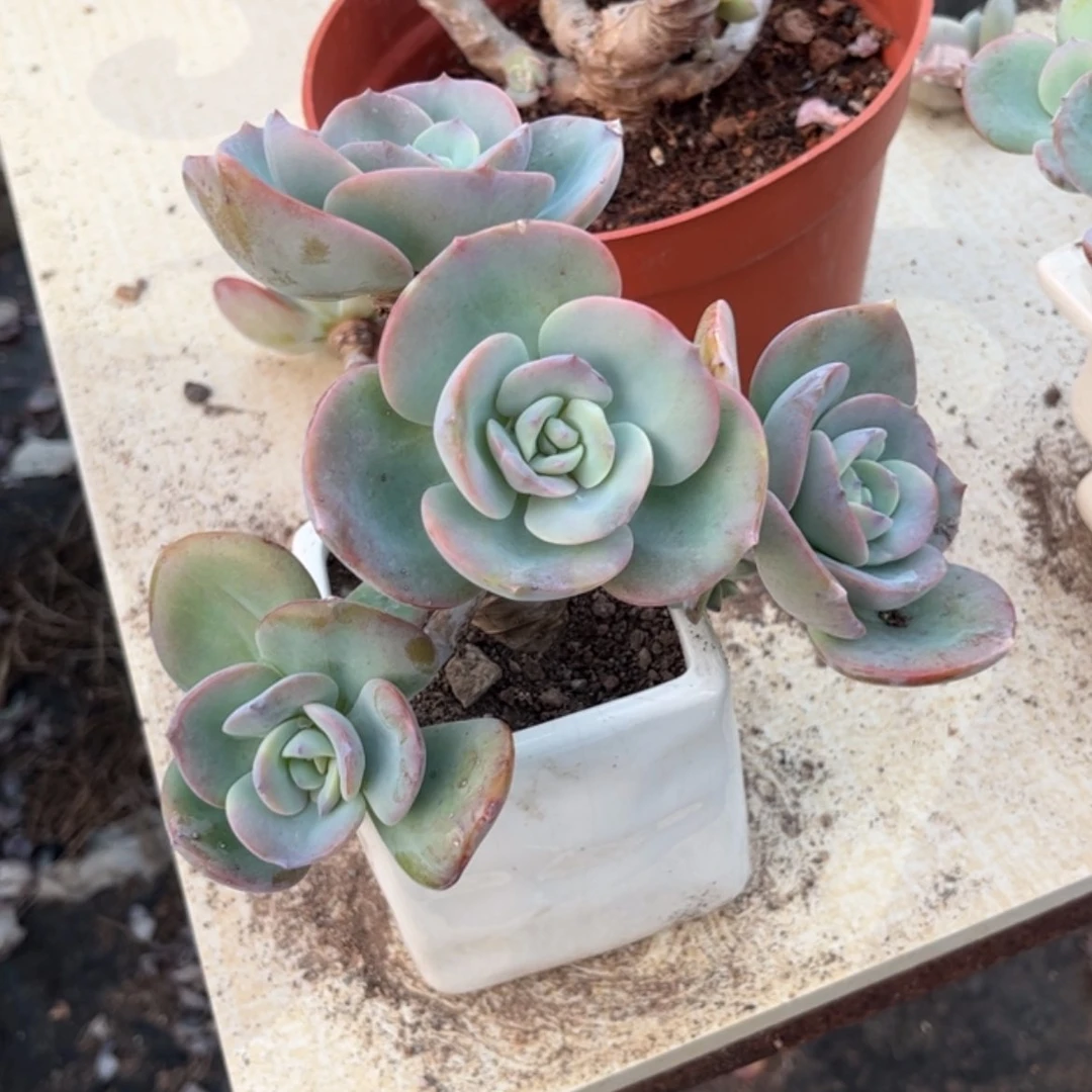 【闪购商品】无花朵O****陈