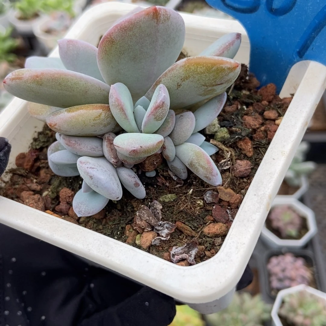 07奶茶多肉植物保护