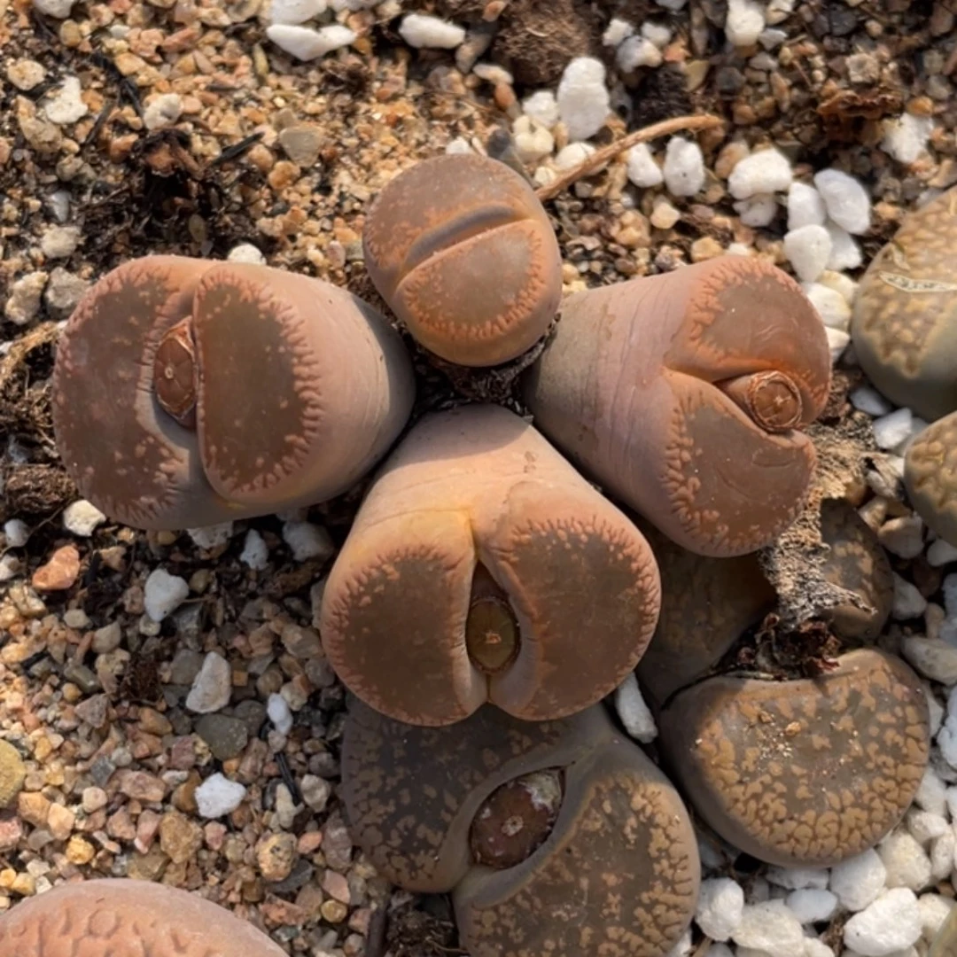 非偏远满20包邮450