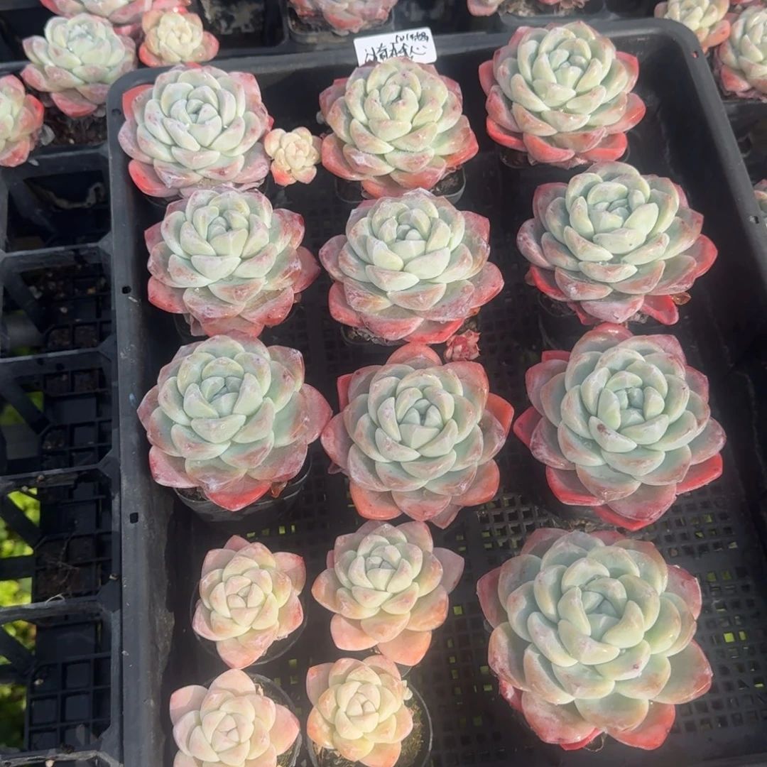 漪**心椅在我心冰玉单头14棵