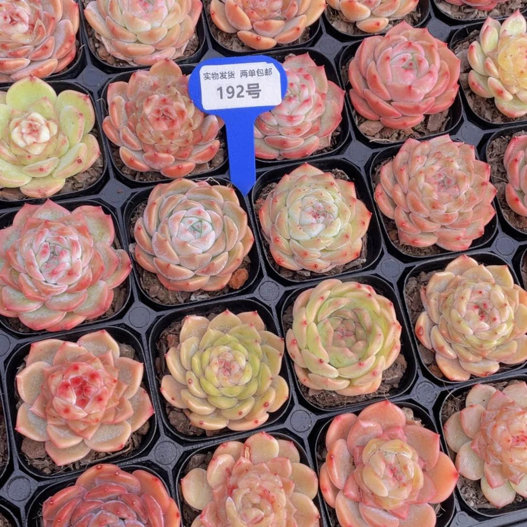 192号糖心新品美肉组合五个