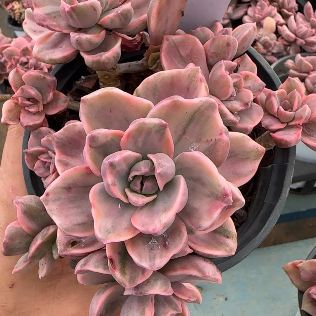 苹****个很适合读书的家