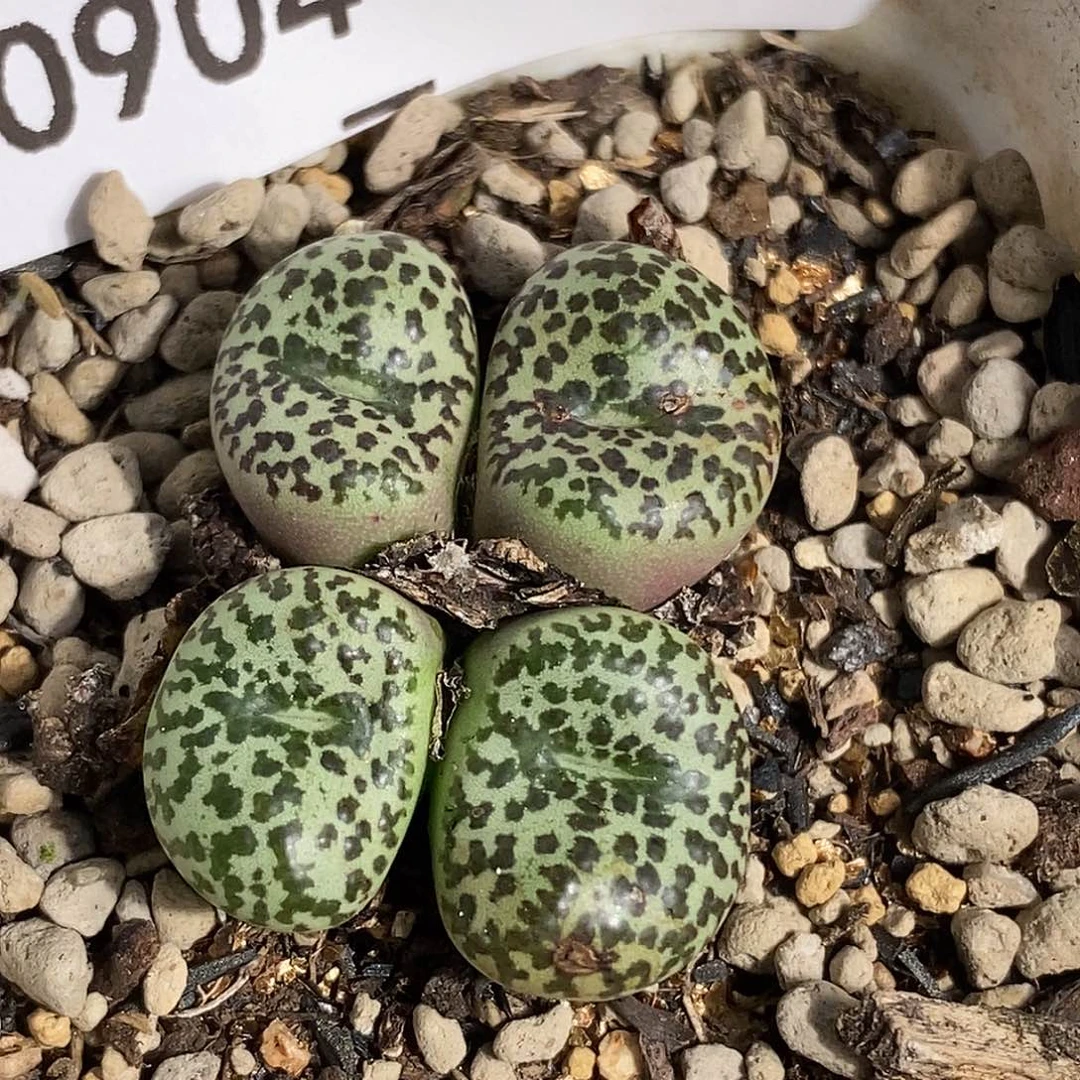 0904-65-绿底安贞有伤。