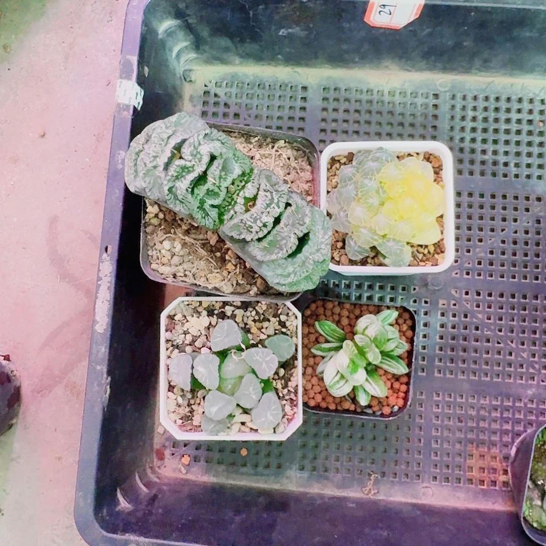 健***安无花朵十二卷福利活动开始4颗