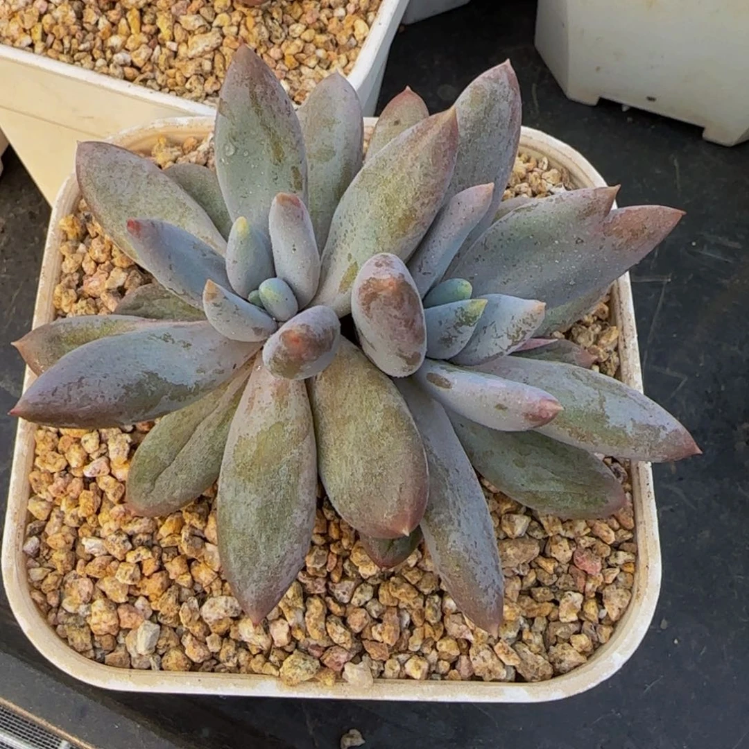 从前慢花园精选多肉哥特萝莉