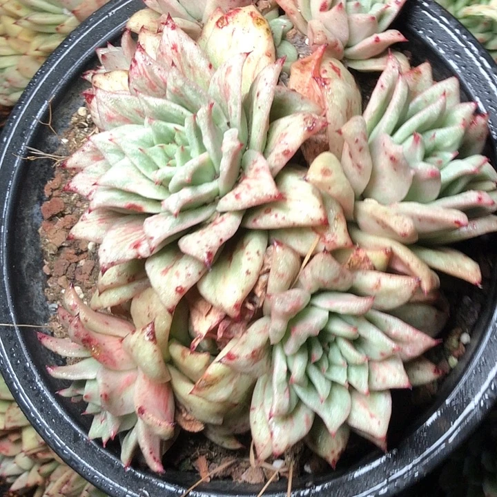 ?**儿102///////////////