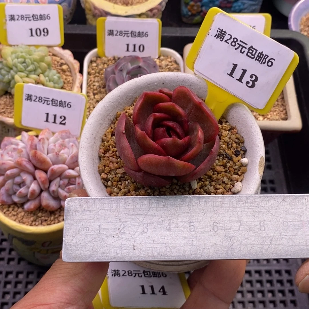 6113红灯石化拉丝锦多肉