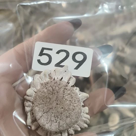 *****鹿角鹿角鹿角鹿角鹿角鹿角