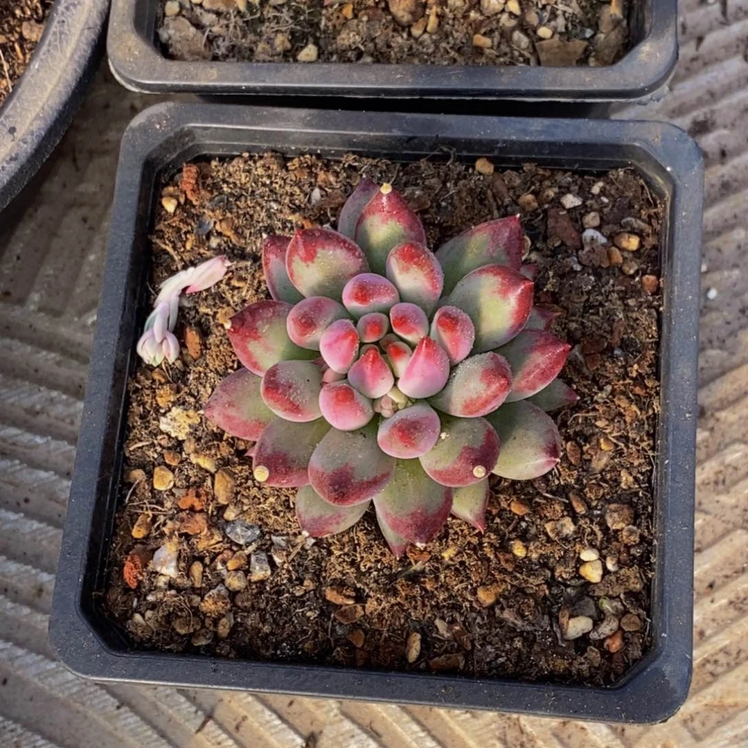 薇****648包邮一物一拍多肉植物