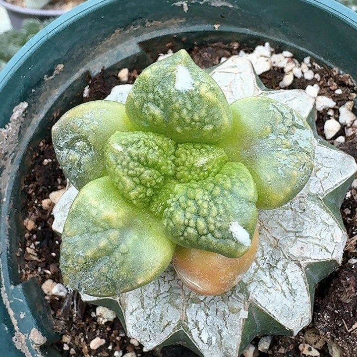 【闪购商品】无花朵日系连山锦