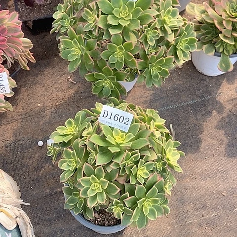 1602艳日辉多肉法师