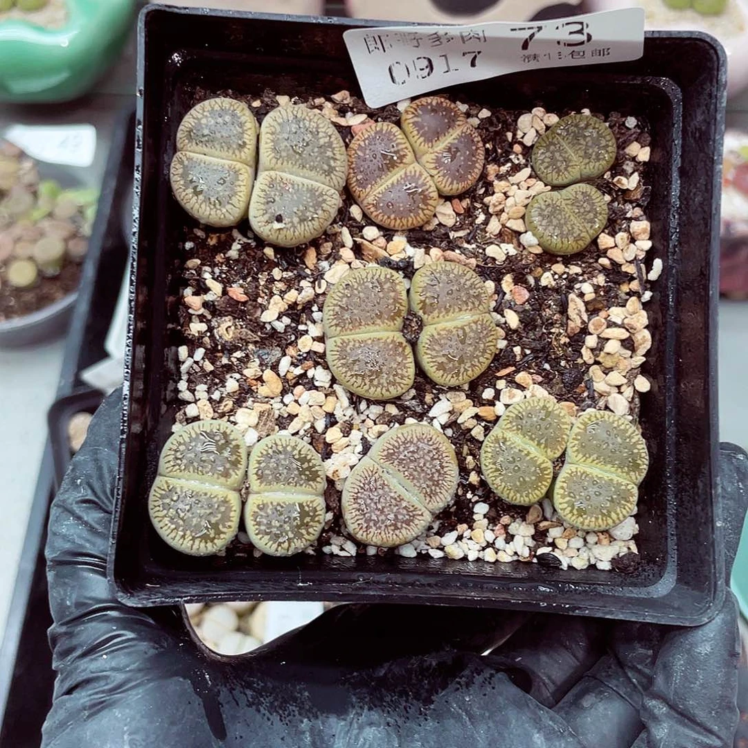 生石花18包邮0917-73