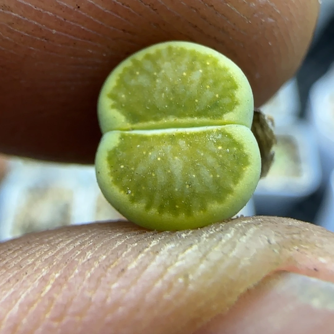 404 生石花大棚直播
