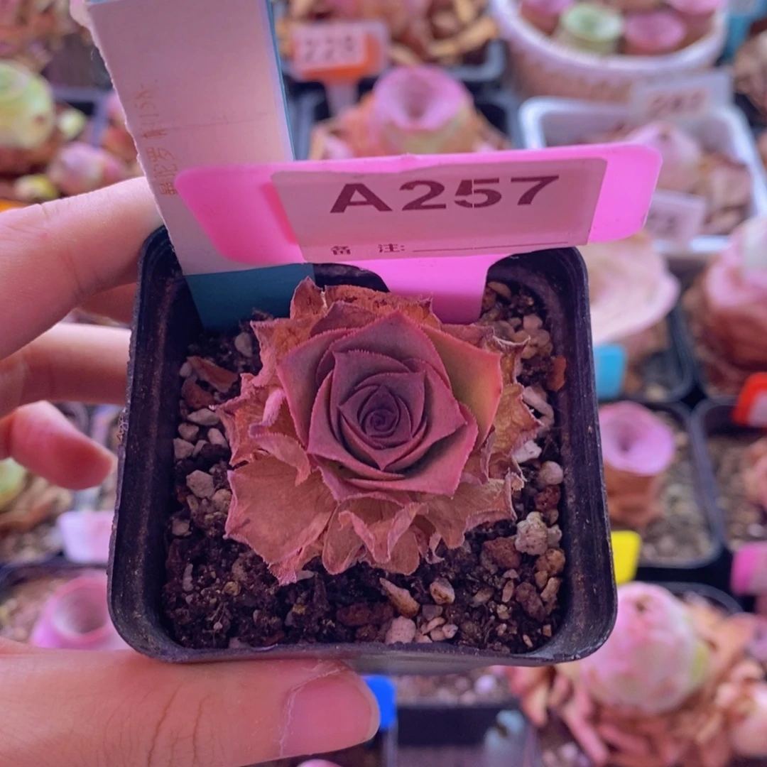 越***烦10月会员福利曼陀罗257