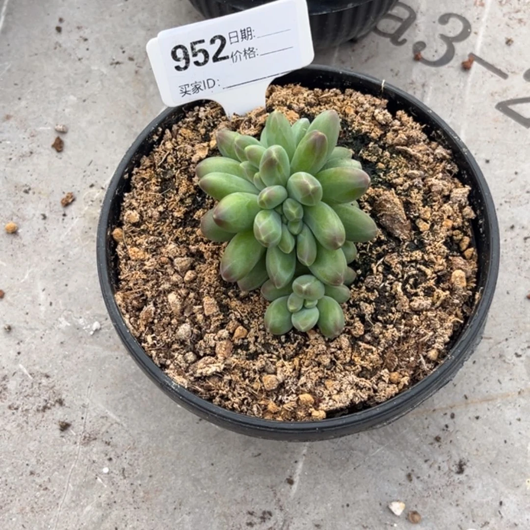 d***q卡布奇诺多肉植物9t52