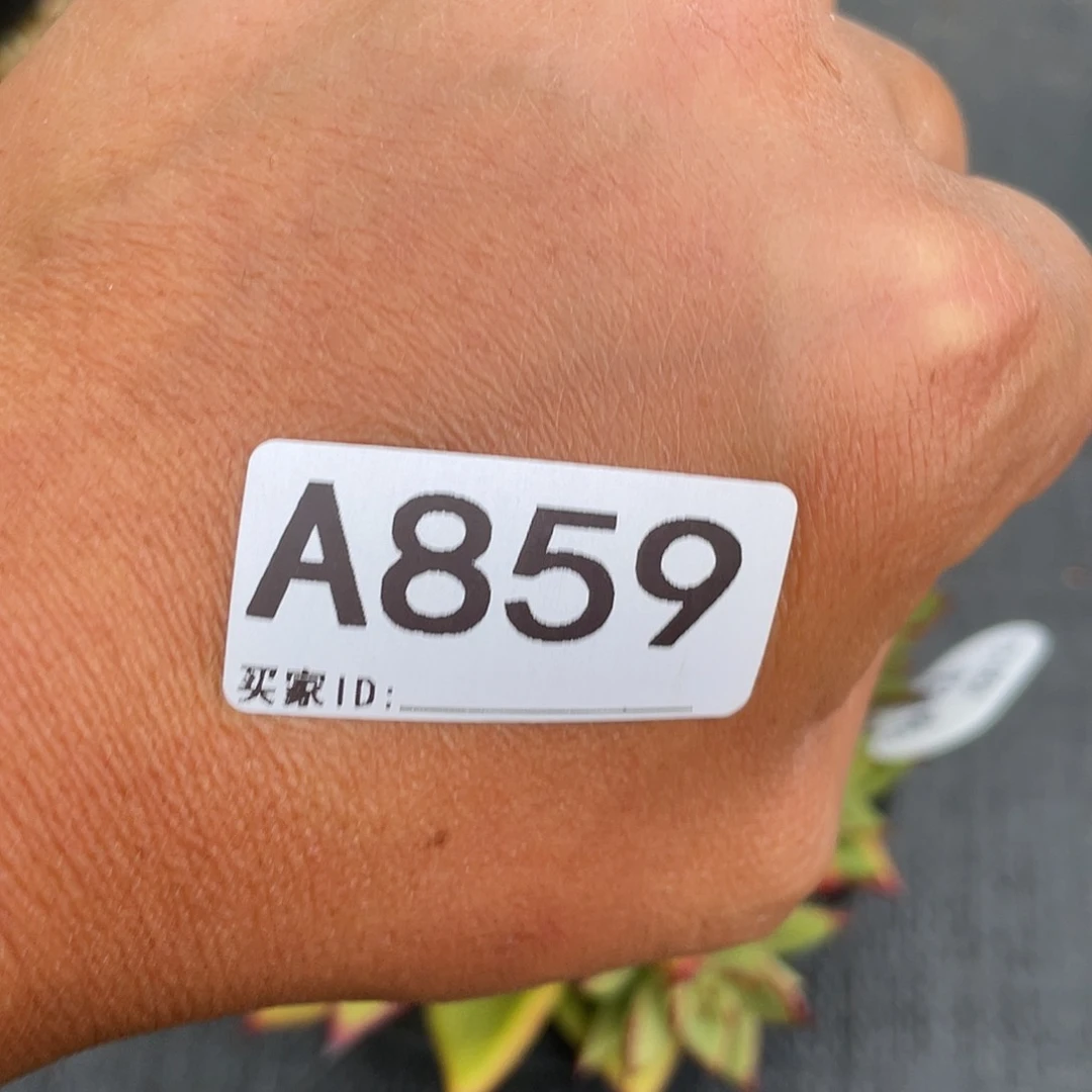 伟***兔若如东云单拍A859