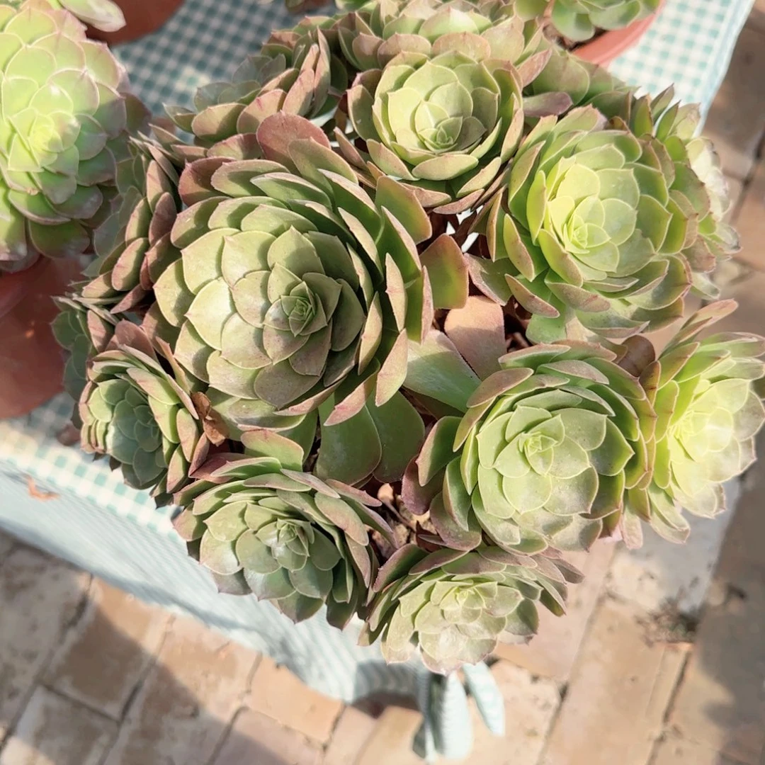 无花朵万圣节大号