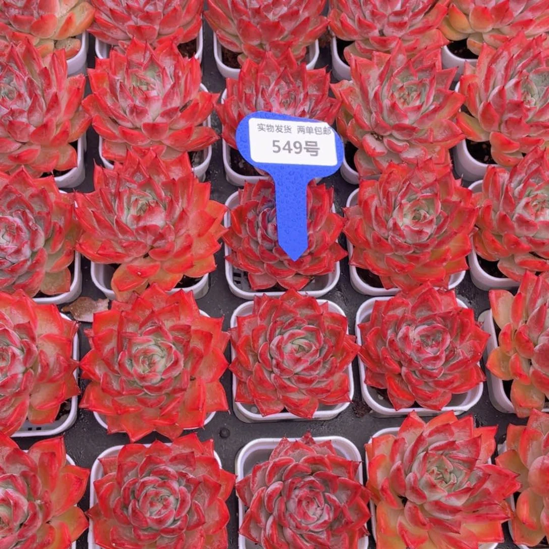 549号全状态韩版黑天e单头一个