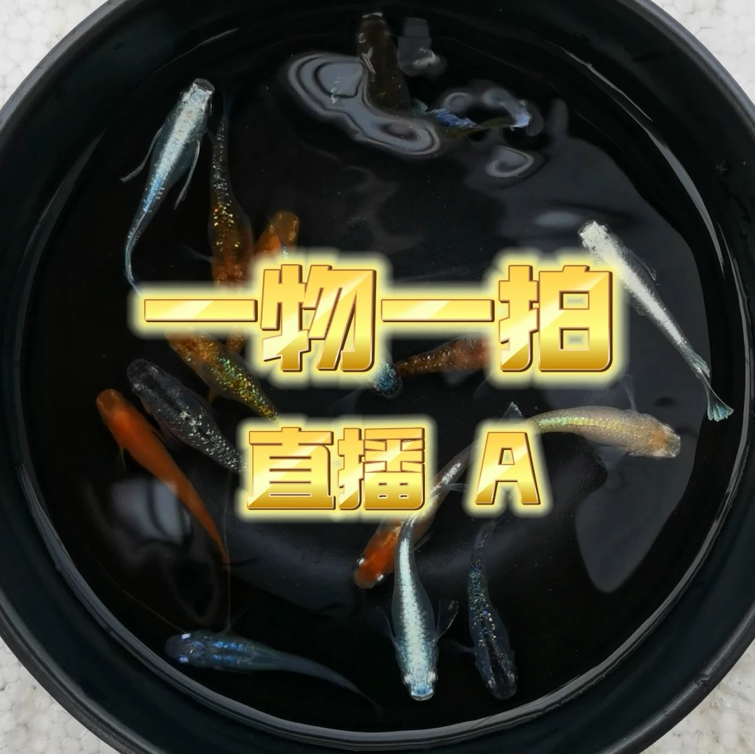 直播A一物一拍 观背青鳉小型观赏鱼迷你锦鲤好养耐活不加温不打氧