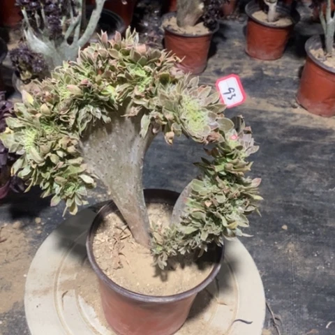 原始绿缀一物一拍