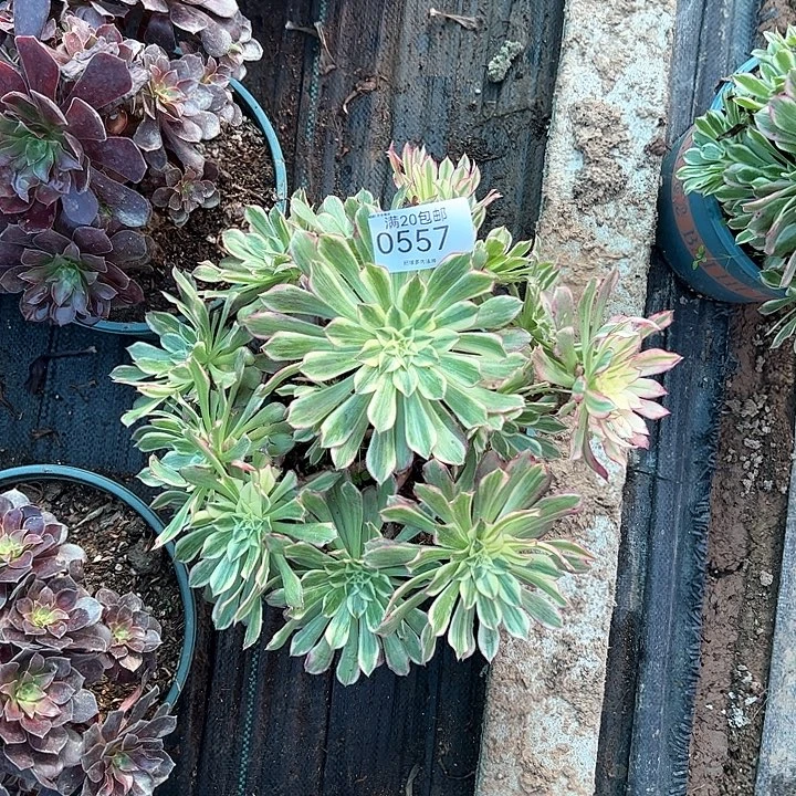 0557天和多肉植物