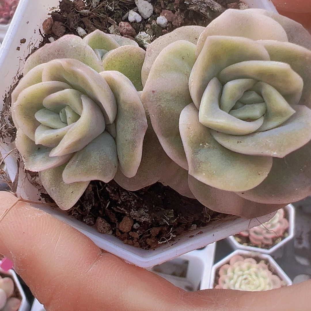 可爱玫瑰锦19包邮多肉