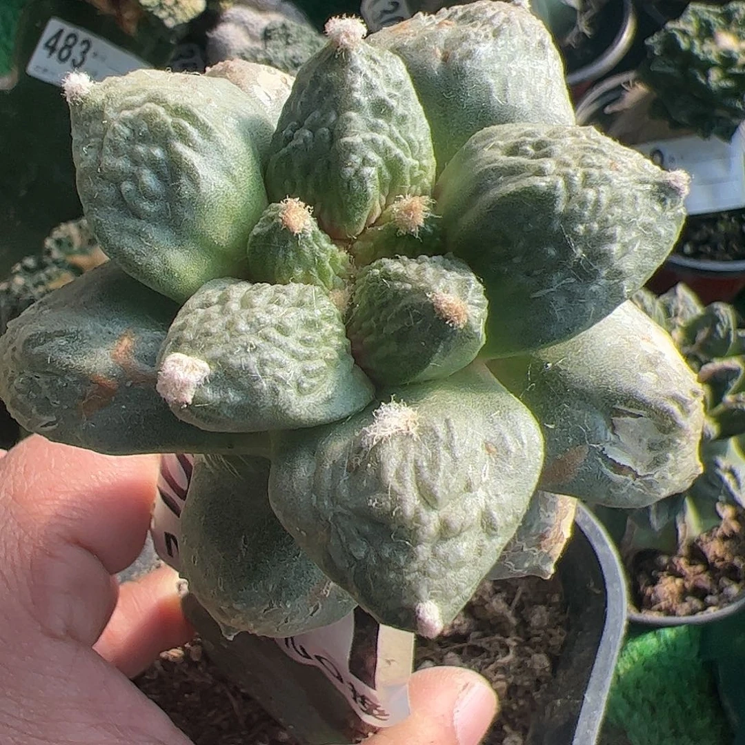 福利龟甲牡丹961