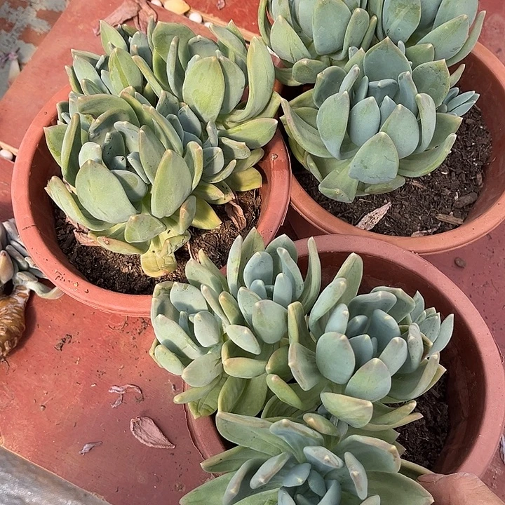 海洋之星3颗9.99多肉植物