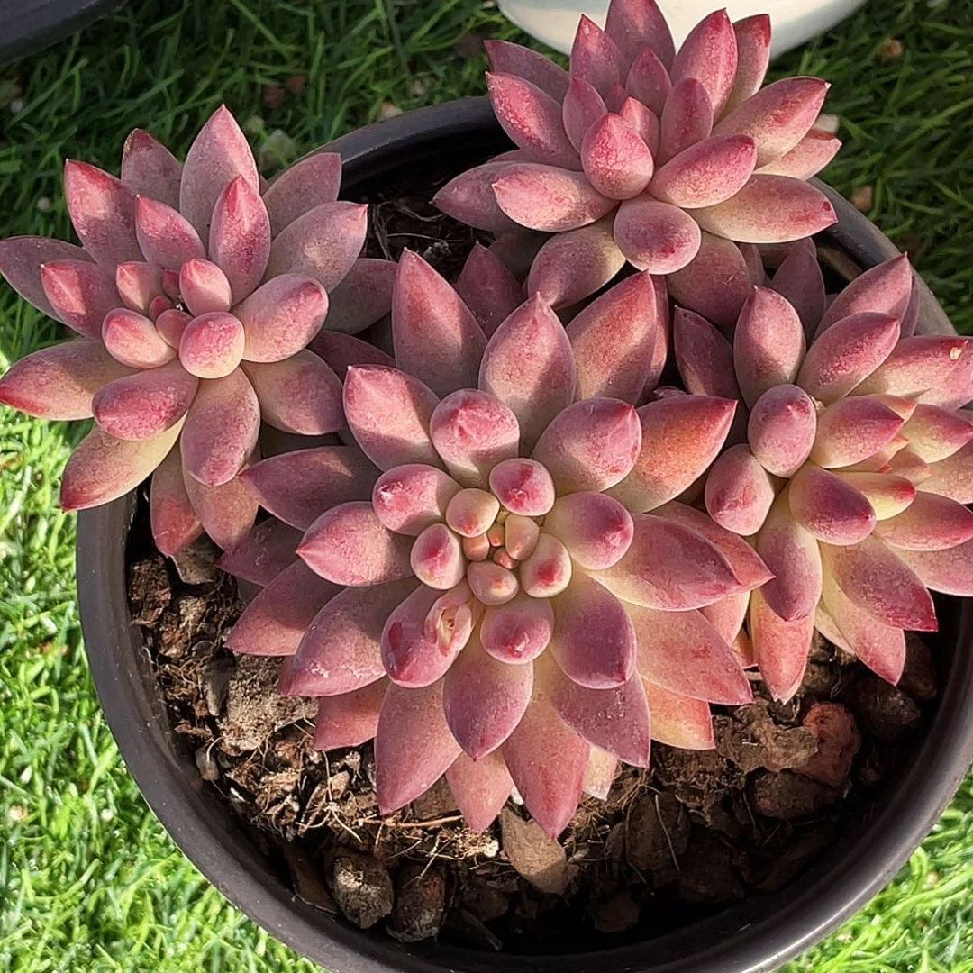 整桩无砍四头金虞姬一颗