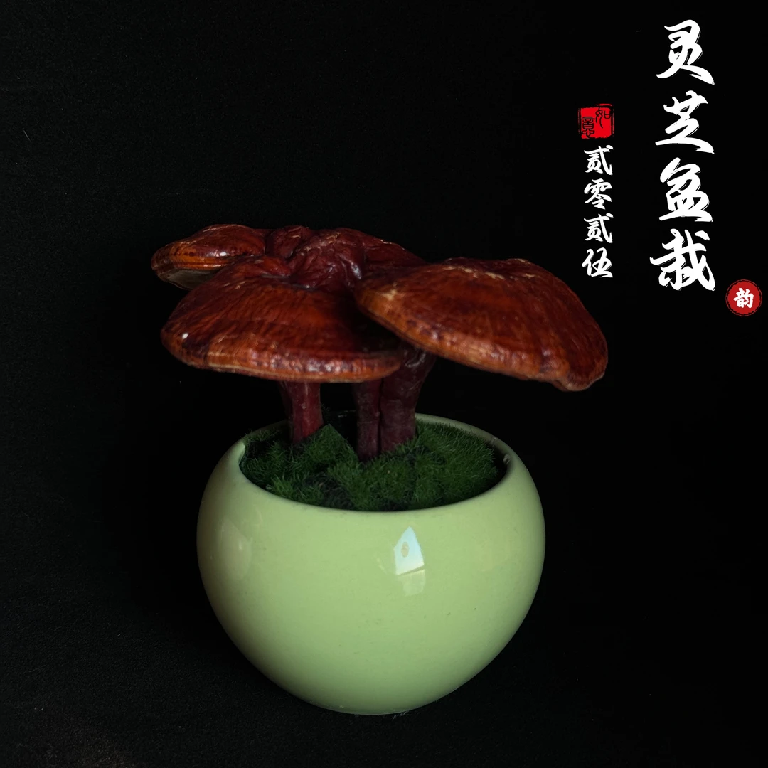 灵芝观赏盆栽观赏盆景室内装饰桌面摆件活灵芝盆栽