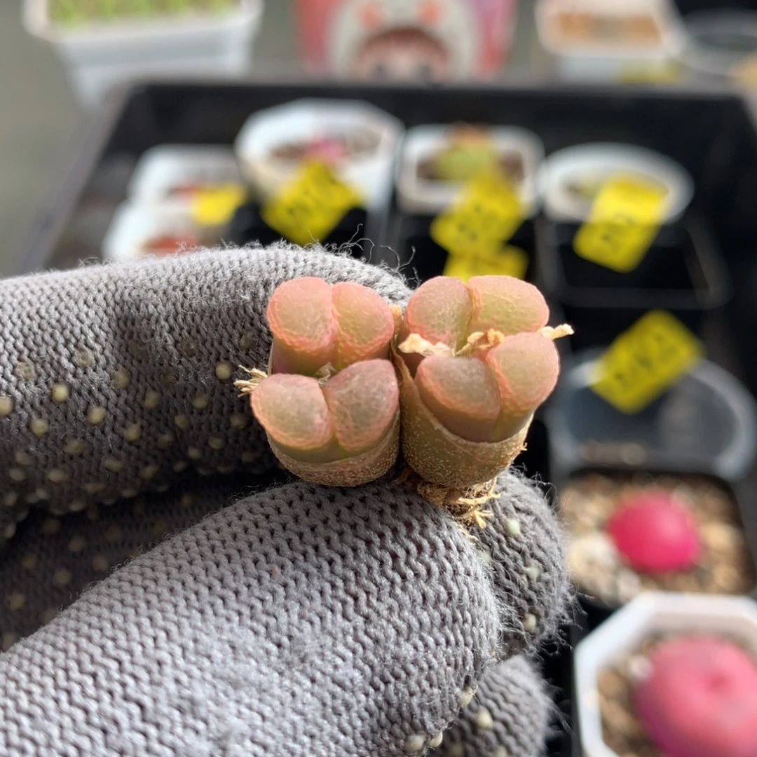 896粉樱风铃母本