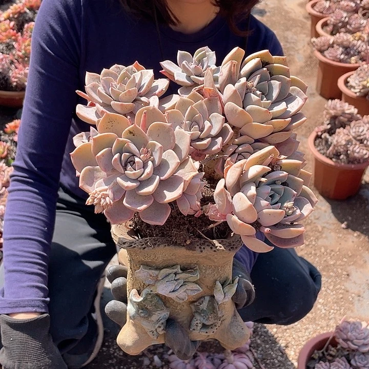 红粉佳人9.9米外播量拍多肉